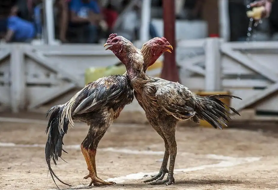 Aydın’ın Efeler ilçesinde bir