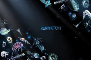 Plankton Nedir? Nasıl Oluşurlar?