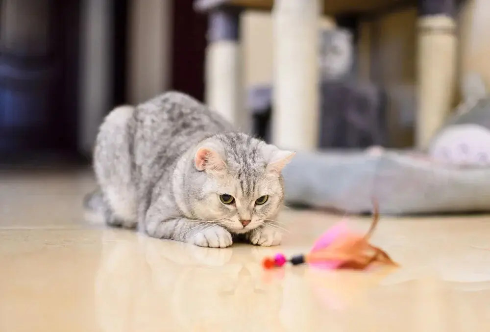 Evde kedi bakımı için öneriler