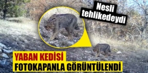 Yaban kedisi Kütahya’da fotokapana yakalandı 