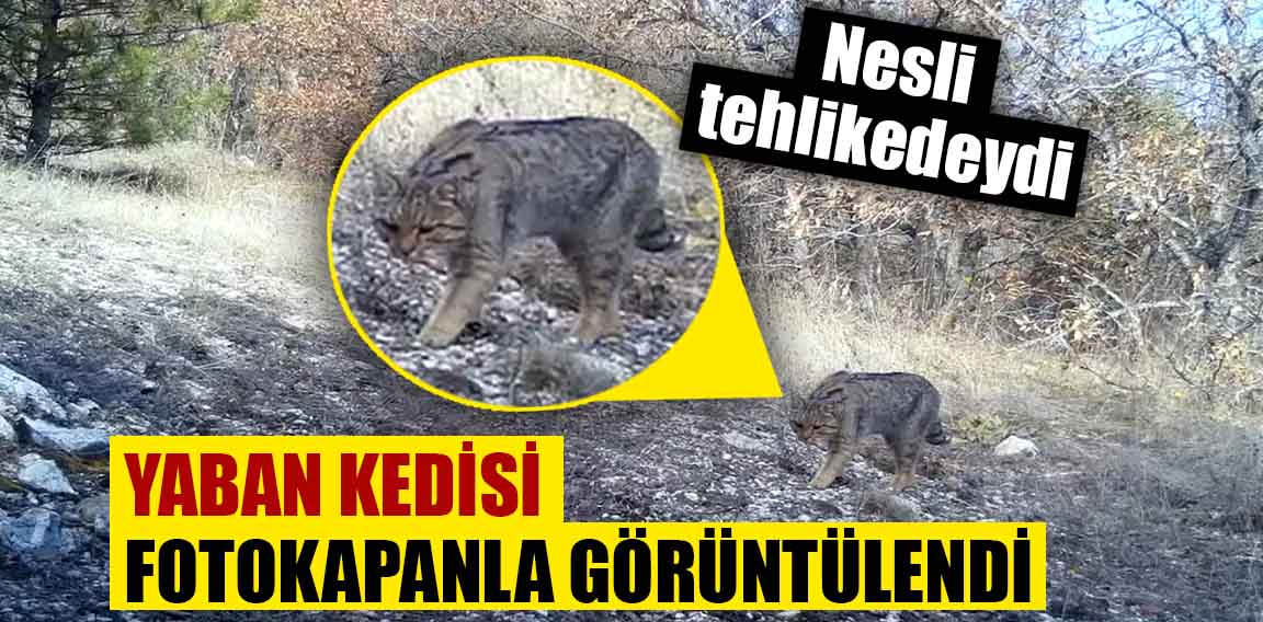 Nesli tükenme tehlikesinde olan