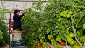 Manisa’da jeotermal enerjinin kullanıldığı ilk serada domates hasadı yapıldı