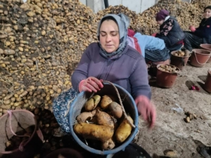 Afyonkarahisar’da depolarındaki patatesler, büyükşehirlere gönderiliyor