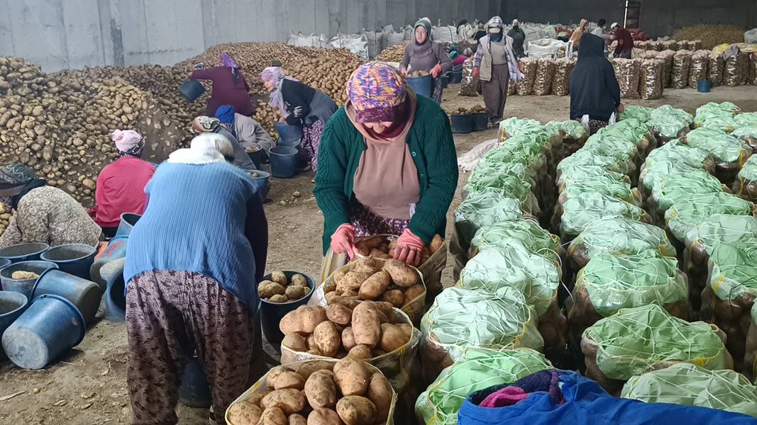 Afyonkarahisar'da depolarındaki patatesler, büyükşehirlere gönderiliyor