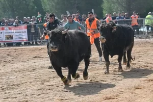 Boğa Güreşi Festivali’nde 60 boğa güreşti