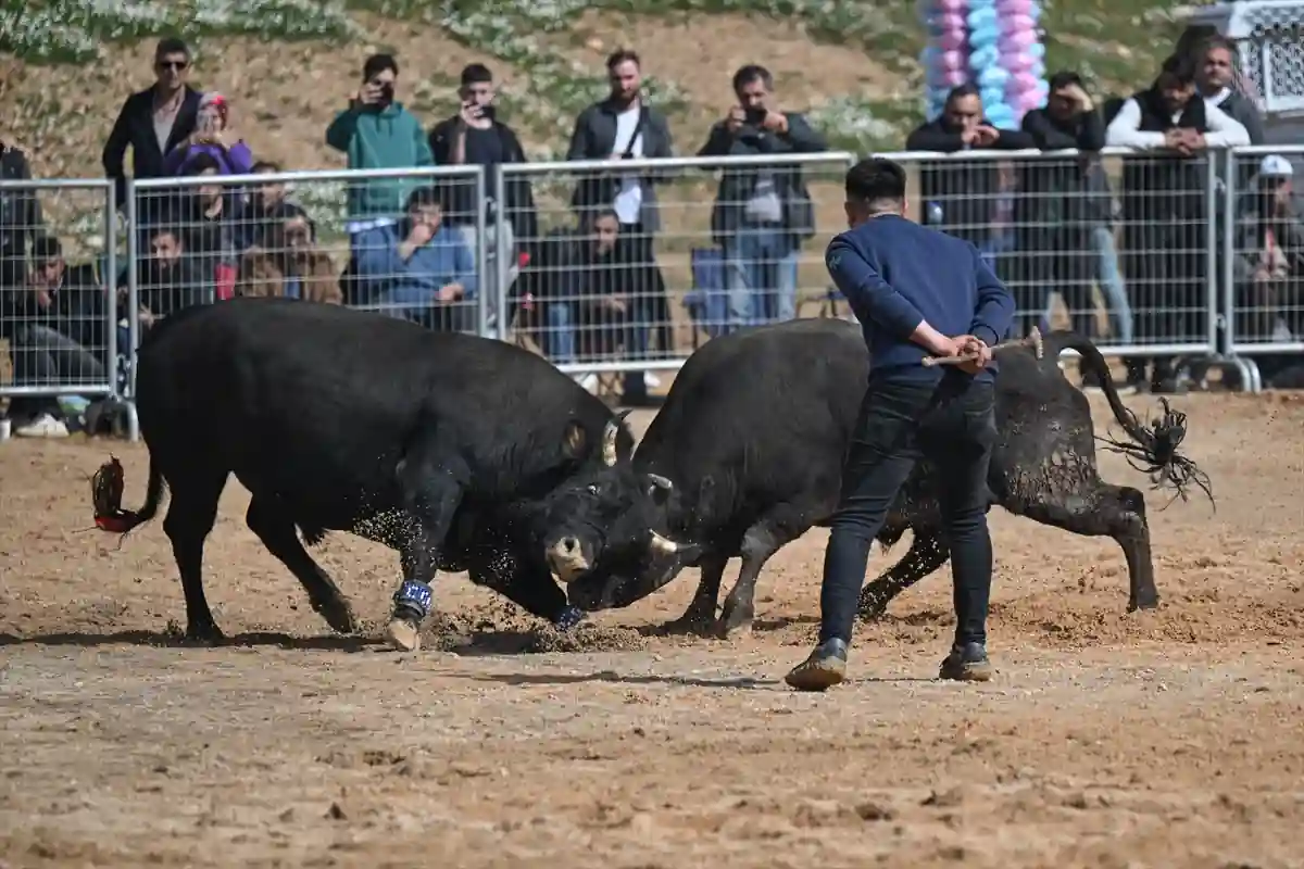 Boğa Güreşi Festivali'nde 60 boğa güreşti