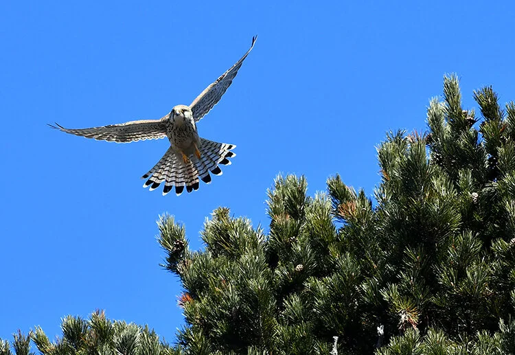 Karlar erimeye başlayınca Kars'ta doğa kuşlarla canlandı