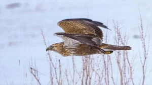 Koruma altındaki kızıl şahin avlanırken görüntülendi