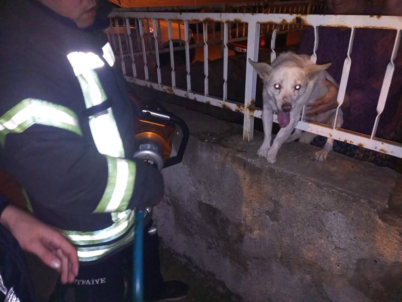 Manisa’da demir korkuluğuna sıkışan köpek kurtarıldı