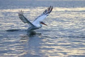 Nesli tükenmekte olan Tepeli Pelikan İzmir’de görüldü