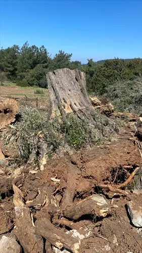 Tarihi ağaçları kesen tarla sahibine ceza kesildi