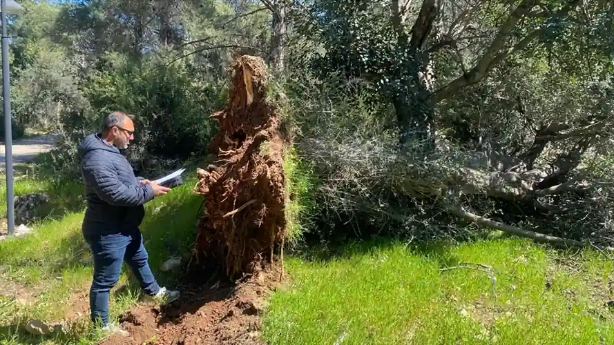 Tarihi ağaçları kesen tarla sahibine ceza kesildi