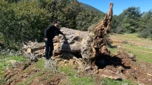 Tarihi ağaçları kesen tarla sahibine ceza kesildi