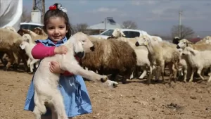 İlk kuzular dünyaya geldi