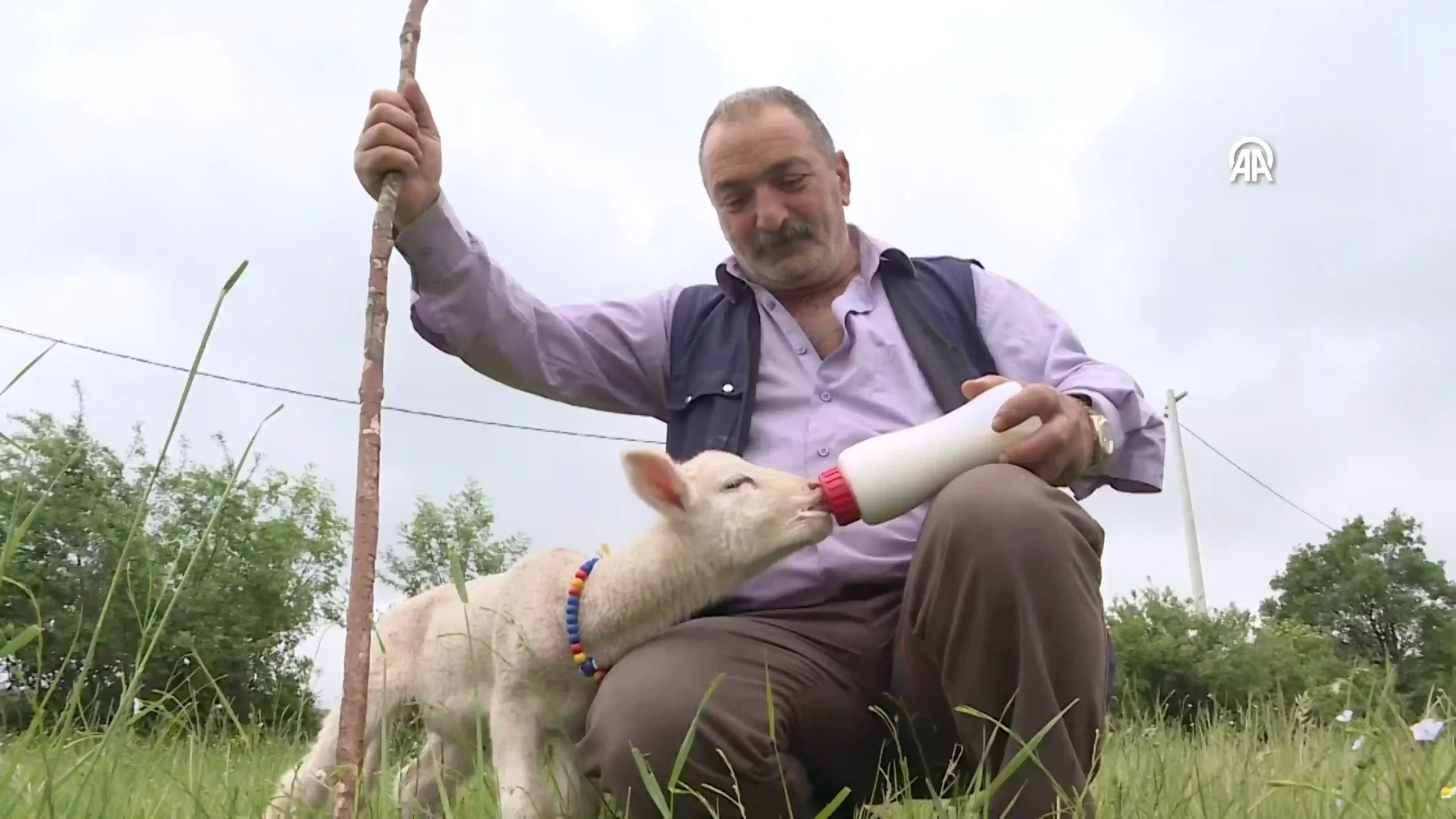 20 günlük kuzu sahibinin peşinden ayrılmıyor