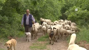 20 günlük kuzu sahibinin peşinden ayrılmıyor