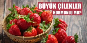 Büyük ve şekli bozuk çileklerde hormon var mı?