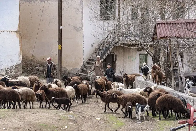 Gurbetten köyüne dönen kadın devlet desteğiyle sürü sahibi oldu
