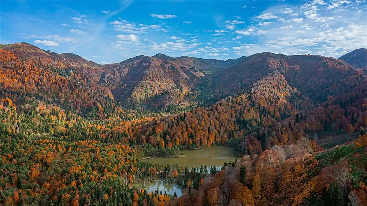 Ormanlar, sadece yeryüzünde canlı