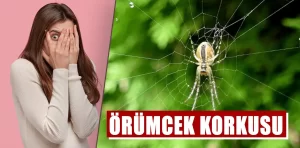 Örümcek korkusunu yenme yolları