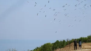 Tekirdağ’da Pelikanlar Gökyüzünü Süsledi