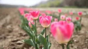 Edirne’de Tıbbi Aromatik Bitkiler Çiftçilere Örnek Oluyor