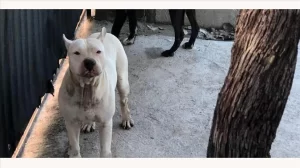 Adana’da pitbull saldırısı, 1 yaralı