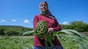 Enginarın üretim üssü İzmir’de üreticinin hasat mesaisi arttı