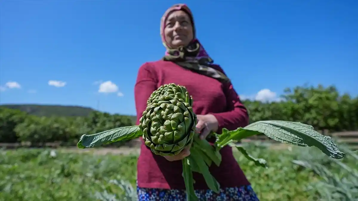 İzmir, Türkiye’nin enginar üretiminde