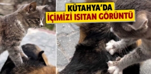 Kütahya’da köpeğe masaj yapan kedi sosyal medyada ilgi gördü