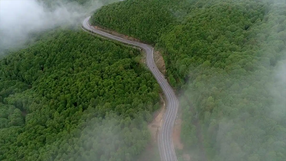 Trakya’nın Karadeniz kıyılarında meşe