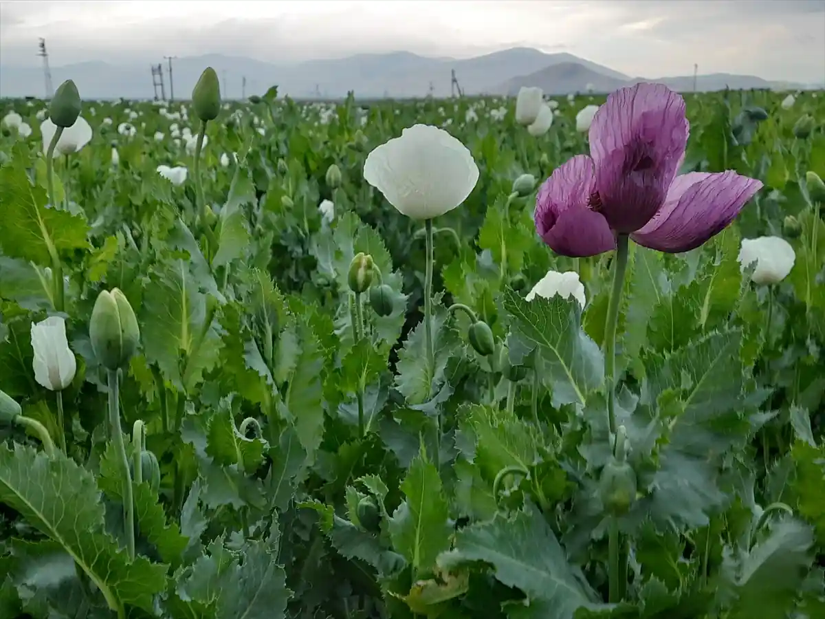 Afyonkarahisar’ın Dinar ilçesindeki haşhaş