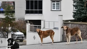 Bakan Yumaklı, başıboş köpek sorununda 5 maddeye dikkat çekti