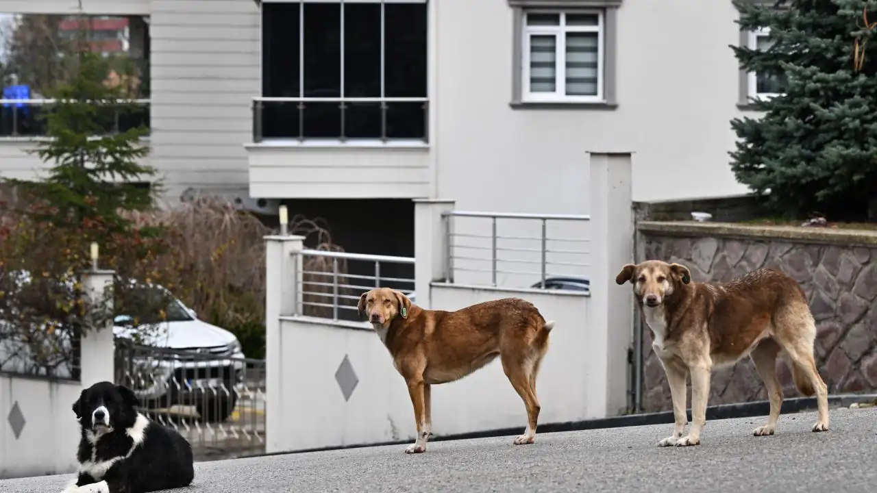 Son dönemde başıboş köpeklerin