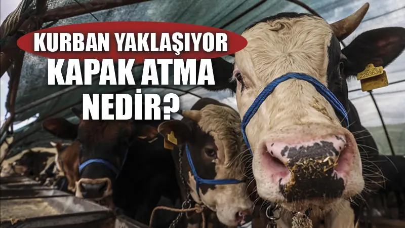 Kurbanlık hayvan seçimi yaparken