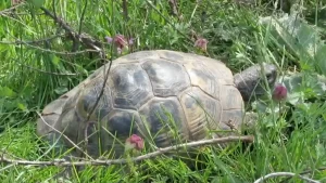 Koruma altındaki Trakya tosbağasının sayısı azalıyor