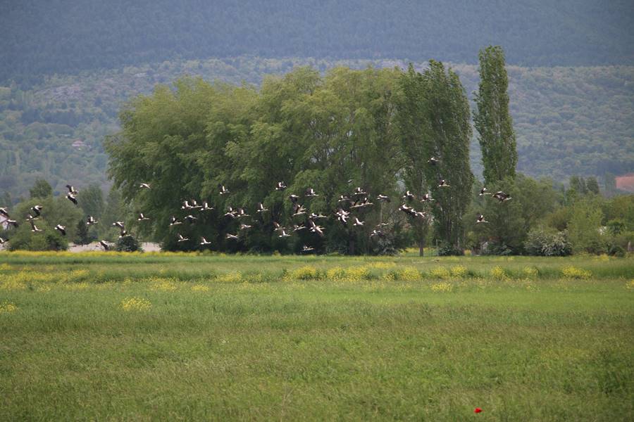 Kütahya'da leyleklerin yiyecek arayışı dronla görüntülendi