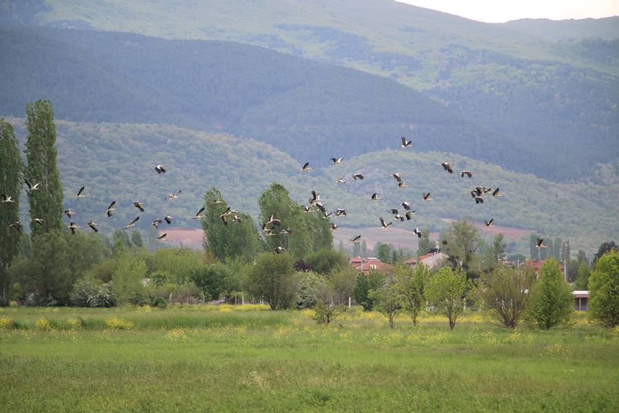 Kütahya'da leyleklerin yiyecek arayışı dronla görüntülendi