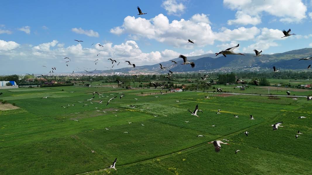 Kütahya'da leyleklerin yiyecek arayışı dronla görüntülendi