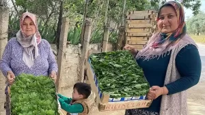 Manisa’da üzüm üreticileri yapraklarla ek gelir elde ediyor