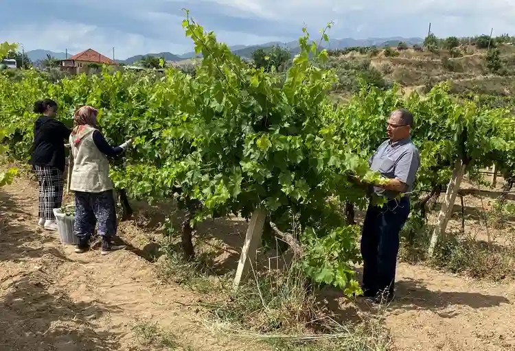 Manisa'da üzüm üreticileri yapraklarla ek gelir elde ediyor