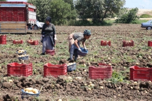 Muğla’da turfanda patates hasadı devam ediyor