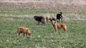 Sahipsiz köpeklerin saldırısına uğrayan kadın yaşamını yitirdi