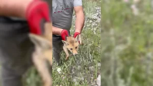 Su kanalına düşen tilki yavrusu kurtarıldı