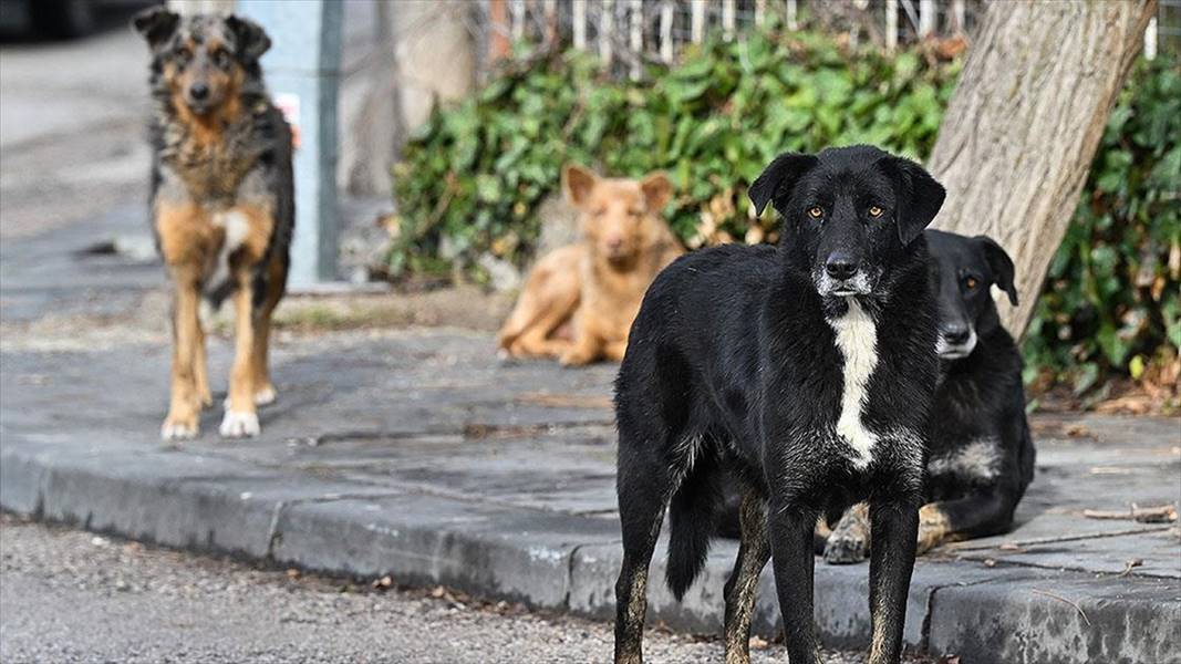 Türkiye’deki sahipsiz hayvan tartışması Avrupa’nın da radarında