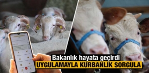 Kurbanlık bilgilerine “Tarım Cebimde” uygulamasıyla ulaşılabiliyor