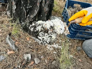 Muğla’da Bal Rekoltesi Artıyor! Çam Pamuklu Böceği Tekrar Görüldü