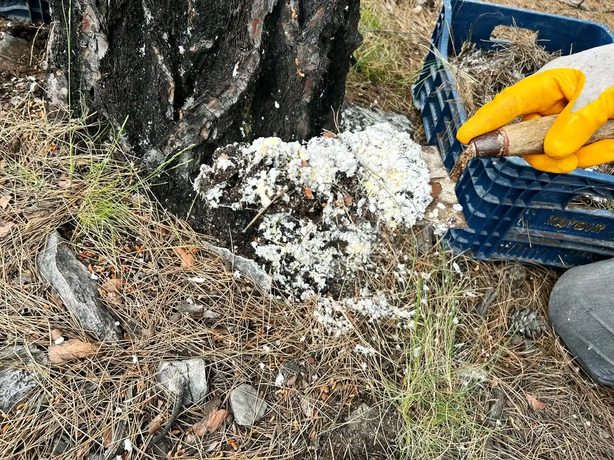 Muğla‘da bal üretiminde önemli