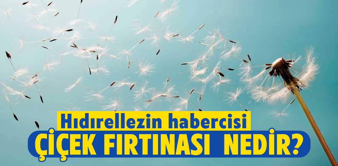 Çiçek Fırtınası, Hıdırellez kutlamalarının