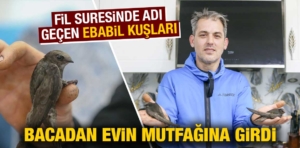 Kütahya’da iki ebabil bacadan evin mutfağına girdi